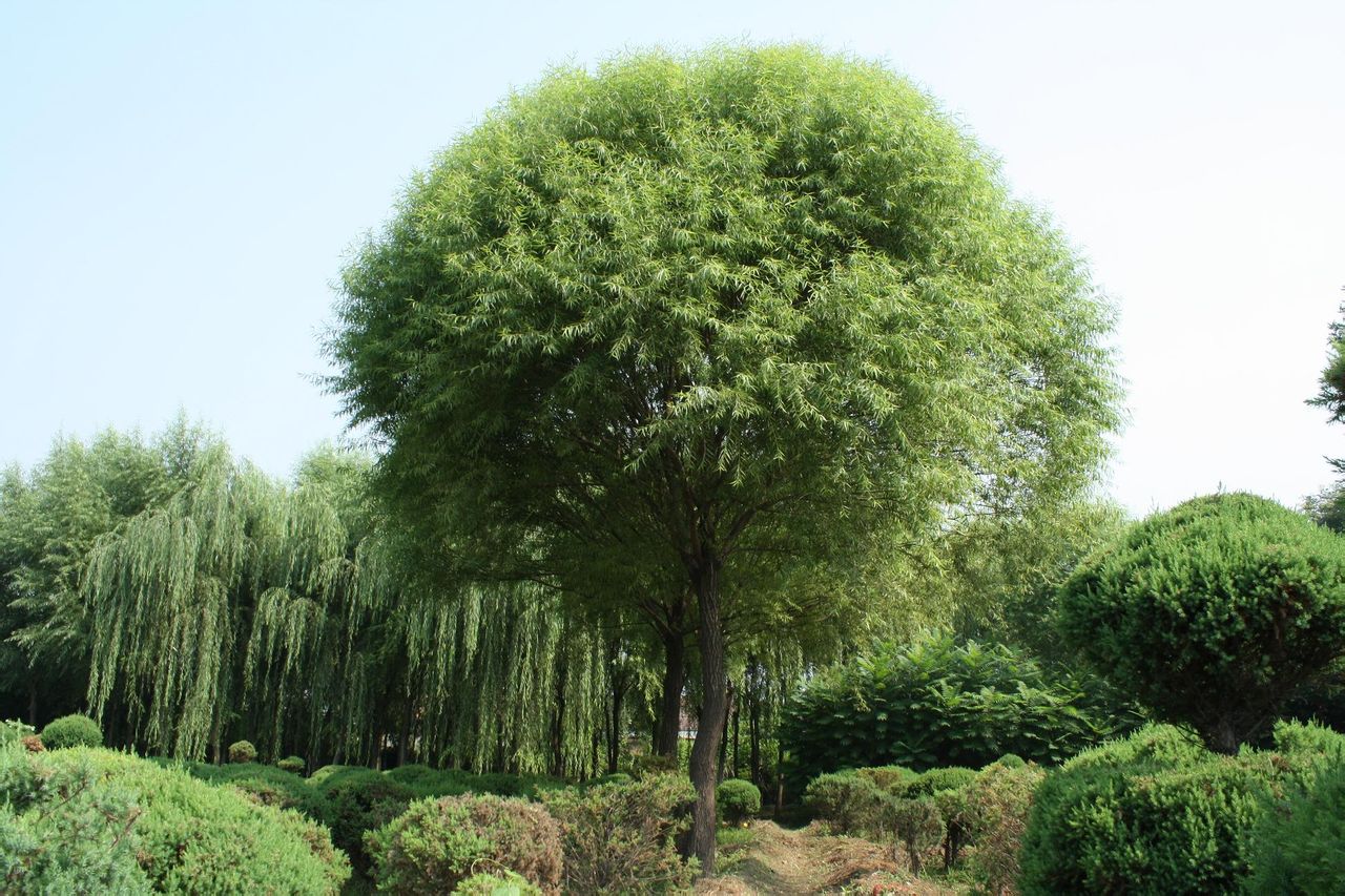 旱柳 旱柳