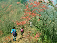五朵山 五朵山