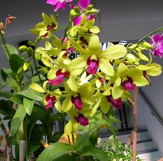石斛兰(兰科植物) 石斛兰(兰科植物)
