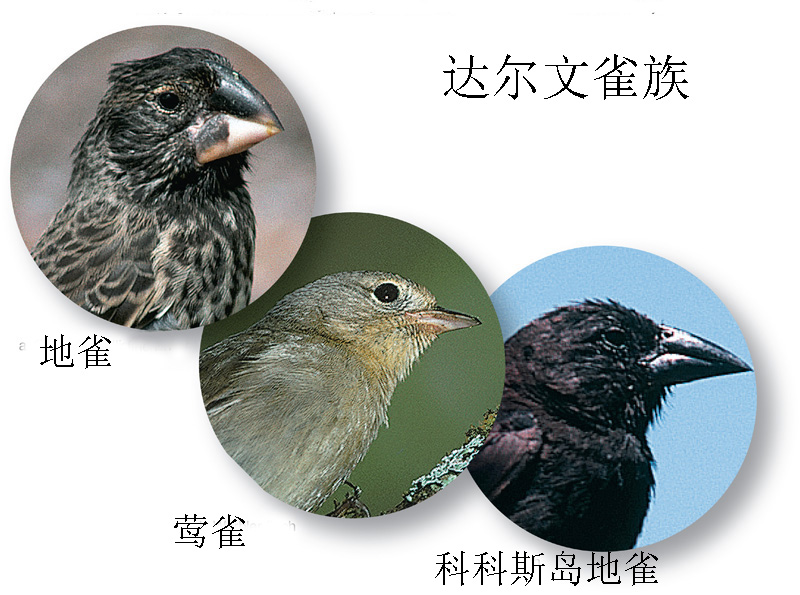 达尔文雀族 达尔文雀族