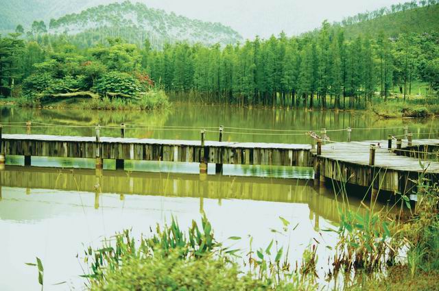 奇妙湿地岛 奇妙湿地岛
