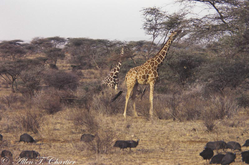 网纹长颈鹿(Giraffa camelopardalis) 网纹长颈鹿(Giraffa camelopardalis)