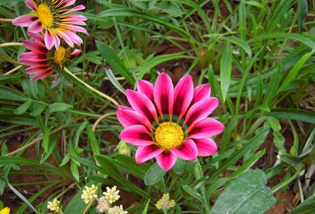 勋章菊 勋章菊