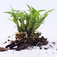石斛(天门冬目兰科植物) 石斛(天门冬目兰科植物)