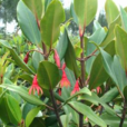 红树科 红树科