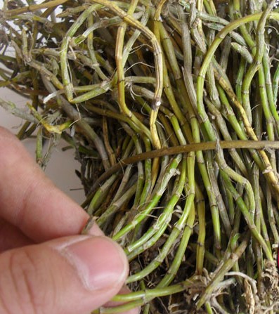 小黄草石斛
