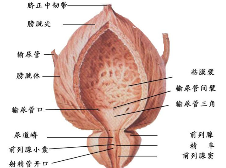 膀胱类型 膀胱类型