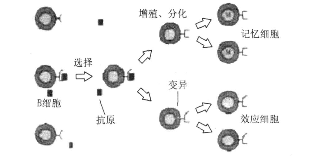 免疫算法 免疫算法