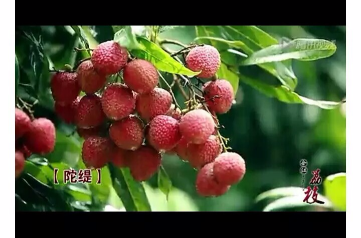 合江荔枝 合江荔枝