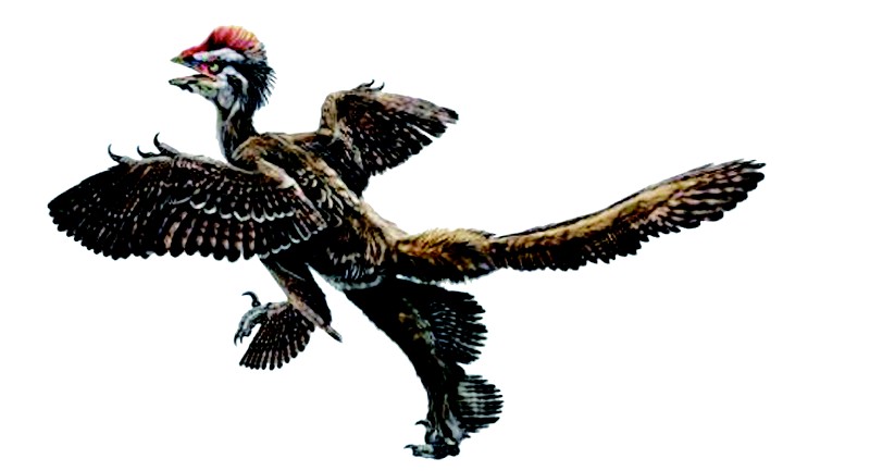 无鳃类 无鳃类