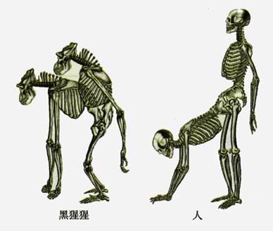 人与黑猩猩的骨骼 人与黑猩猩的骨骼