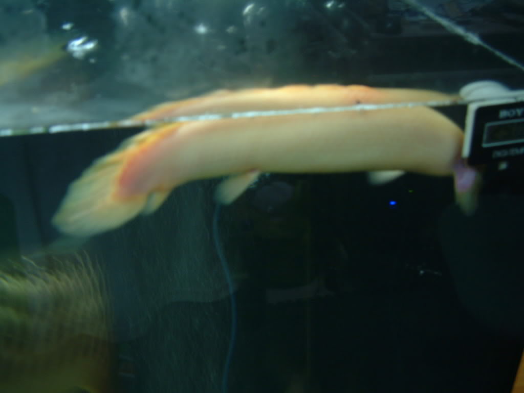 恐龙鱼 恐龙鱼