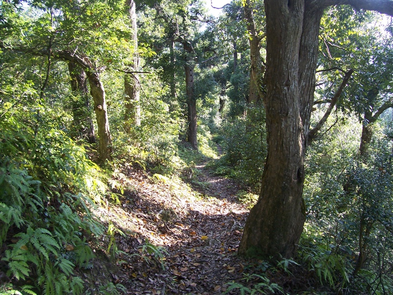 张山古道 张山古道