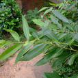 旱柳(杨柳目杨柳科植物) 旱柳(杨柳目杨柳科植物)