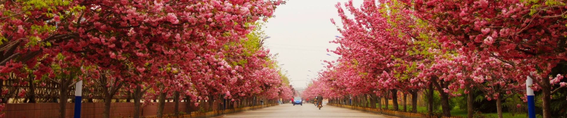 濯村 濯村