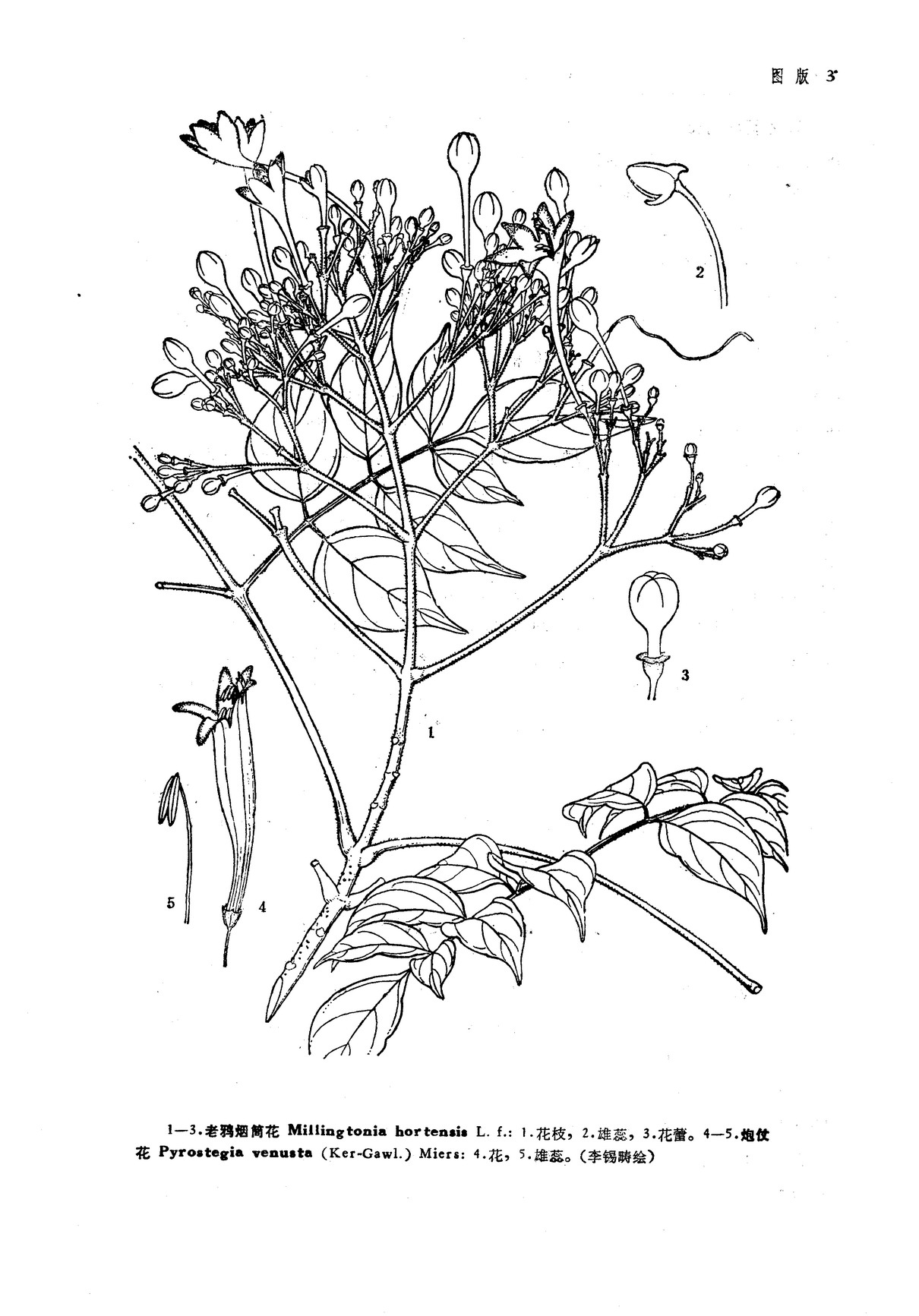 老鸦烟筒花 老鸦烟筒花