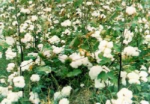 棉花 棉花