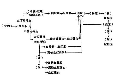 遗传性椭圆形红细胞增多症 遗传性椭圆形红细胞增多症