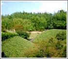 碧岭生态村 碧岭生态村