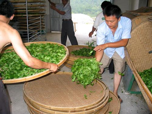 制茶 制茶