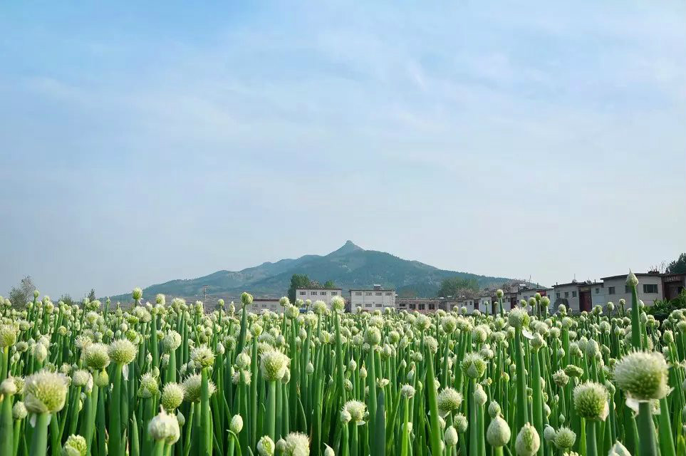 崮头村(山东省济南市长清区马山镇崮头村) 崮头村(山东省济南市长清区马山镇崮头村)