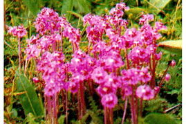 草甸马先蒿 草甸马先蒿