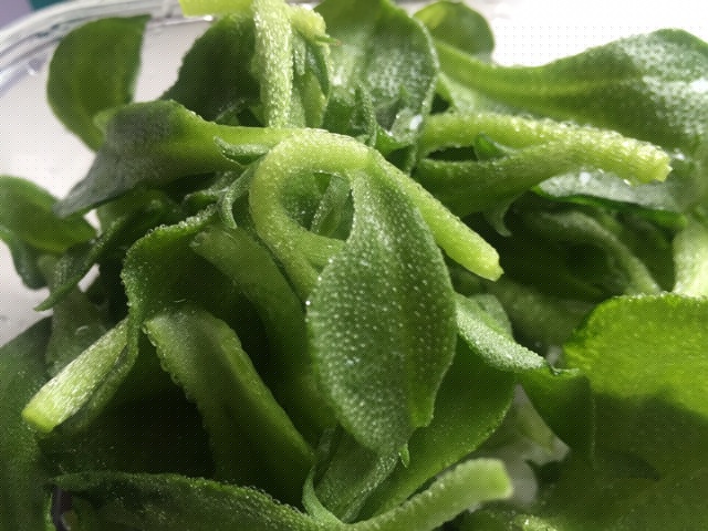 凉拌非洲冰菜