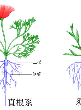 张达明(香港喜剧演员)