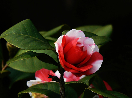 山茶花 山茶花
