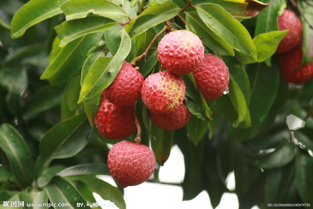 荔枝 荔枝