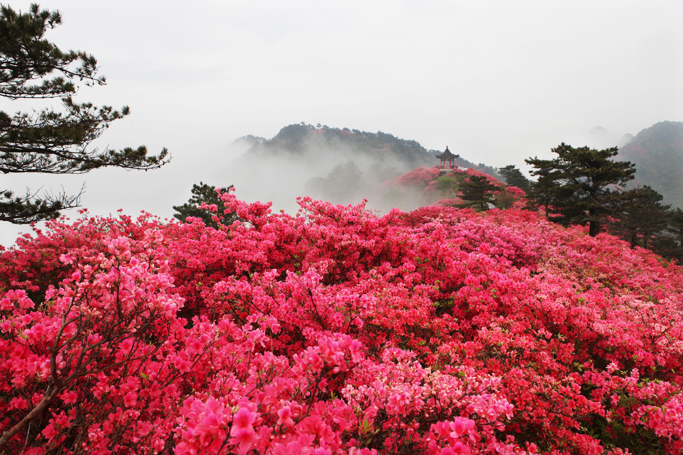龟峰山风景旅游区(龟峰山风景区(湖北省麻城市龟峰山风景区)) 龟峰山风景旅游区(龟峰山风景区(湖北省麻城市龟峰山风景区))