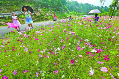 路人人人观赏格桑花 路人人人观赏格桑花