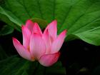 明朝亲王府的莲花池 明朝亲王府的莲花池