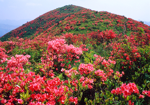 金龙山 金龙山
