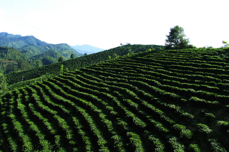 百色红茶产地环境 百色红茶产地环境
