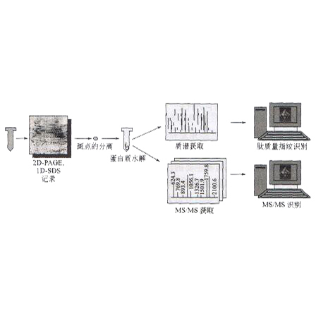 SDS聚丙烯醯胺凝胶电泳 SDS聚丙烯醯胺凝胶电泳
