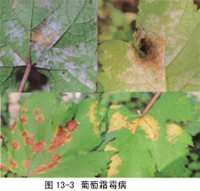 霜霉病 霜霉病