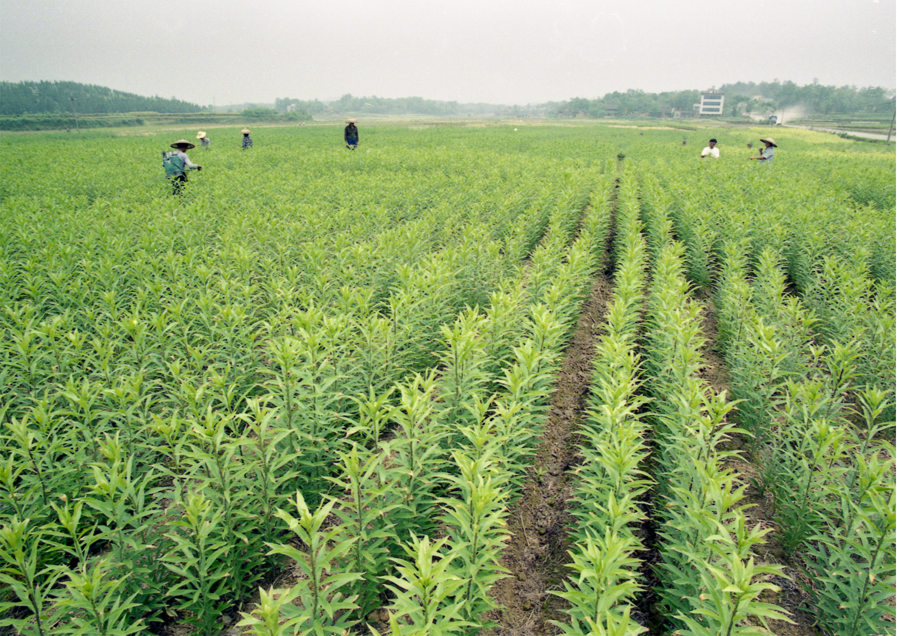 隆回龙牙百合生产基地 隆回龙牙百合生产基地