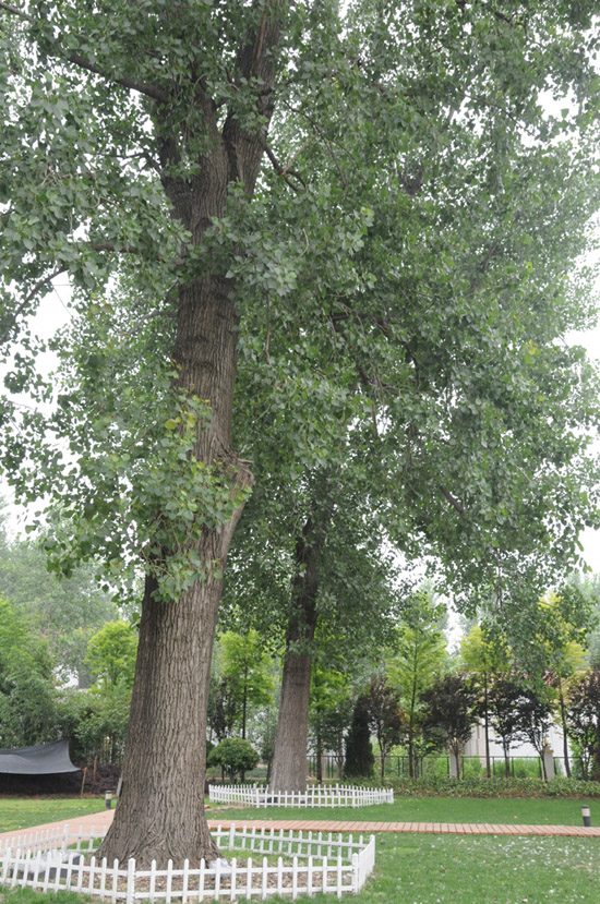 杨树 杨树