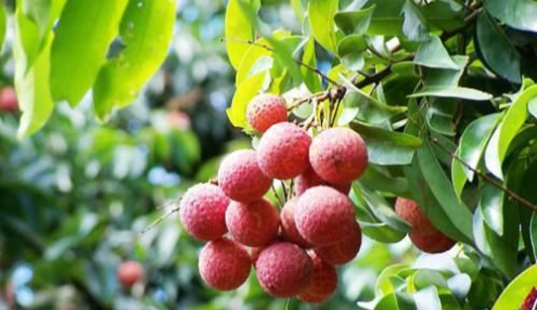 镇隆荔枝 镇隆荔枝