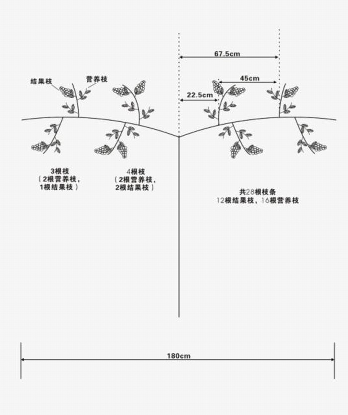 户太八号葡萄 户太八号葡萄