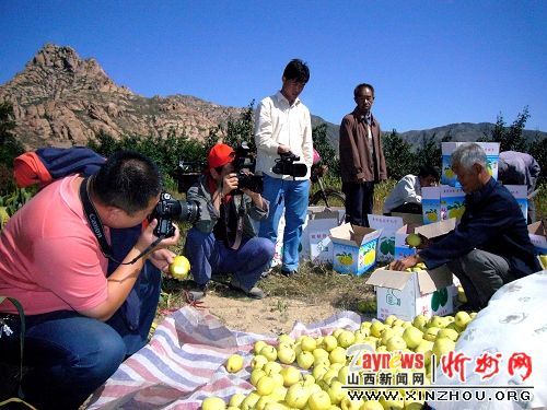 酥梨丰收引来媒体的关注 酥梨丰收引来媒体的关注