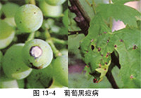葡萄(葡萄属植物) 葡萄(葡萄属植物)