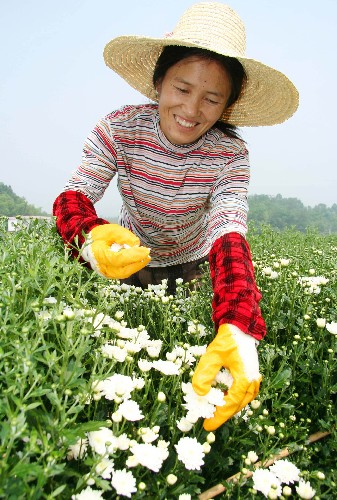 休宁县 贡菊 休宁县 贡菊