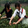 舒茶早芽 舒茶早芽