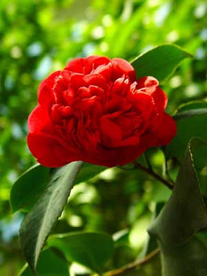 山茶花 山茶花