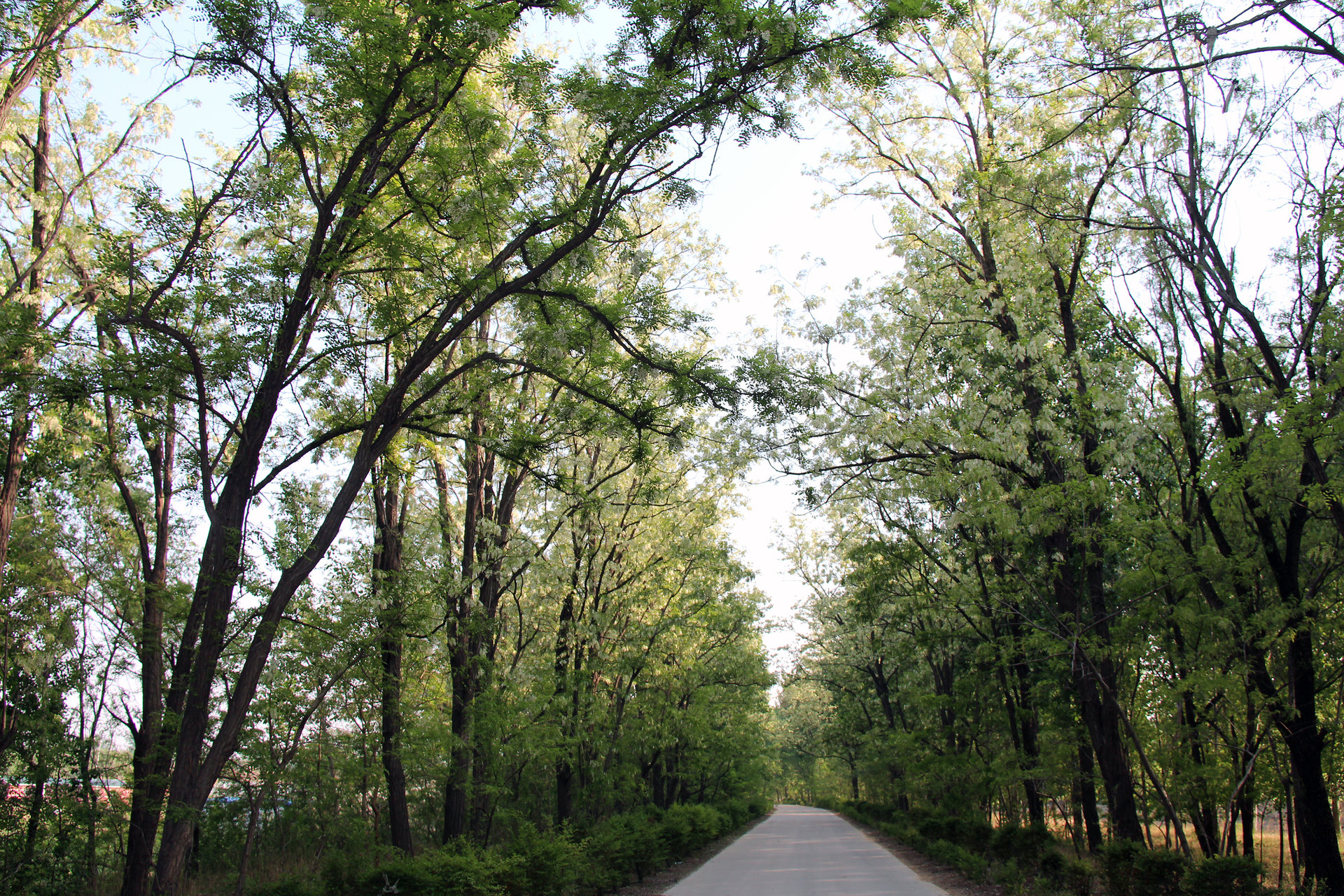 北郊林场槐花路 北郊林场槐花路