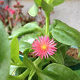 日中花(多年生常绿草本植物) 日中花(多年生常绿草本植物)