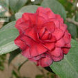山茶花(山茶科、山茶属常绿灌木) 山茶花(山茶科、山茶属常绿灌木)