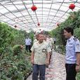 南街村热带植物园 南街村热带植物园